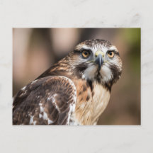 Rotschwanzbussard schaut wütend
