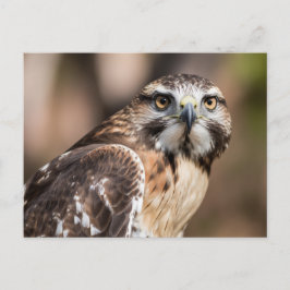 Rotschwanzbussard schaut wütend postkarte