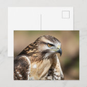 Rotschwanzbussard Sitzend Postkarte (Vorne/Hinten)