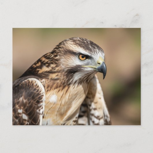 Rotschwanzbussard Sitzend Postkarte (Vorderseite)
