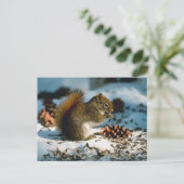 Rotschwanzeich Postkarte (Stehend Vorderseite)