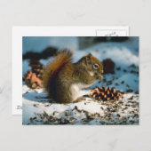 Rotschwanzeich Postkarte (Vorne/Hinten)