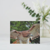 Rotschwanzfalken 2 Postkarte (Stehend Vorderseite)