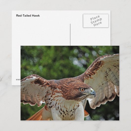 Rotschwanzfalken 2 Postkarte (Vorne/Hinten)