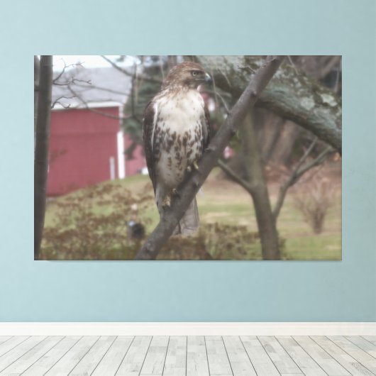 Rotschwanzfalken auf Baumhacken 60" x 40" Leinwanddruck (Insitu (Holzboden))