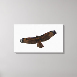 Rotschwanzfalken, Humboldt-Landkreis, CA Leinwanddruck