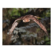 Rotschwanzfalken im Angriffsmodus Fotodruck (Vorne)