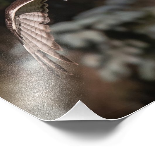 Rotschwanzfalken im Angriffsmodus Fotodruck (Ecke)