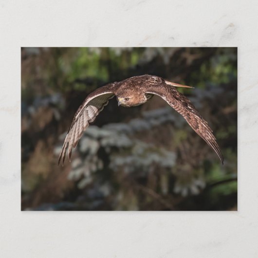 Rotschwanzfalken im Angriffsmodus Postkarte (Vorderseite)