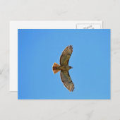 Rotschwanzfalken im Flug Postkarte (Vorne/Hinten)