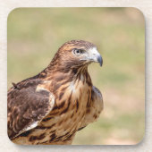 Rotschwanzfalken im Hudson-Tal Getränkeuntersetzer (Vorderseite)