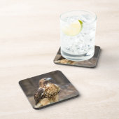 Rotschwanzfalken im Hudson-Tal Getränkeuntersetzer (Rechte Seite)