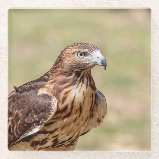 Rotschwanzfalken im Hudson-Tal Glasuntersetzer (Vorderseite)