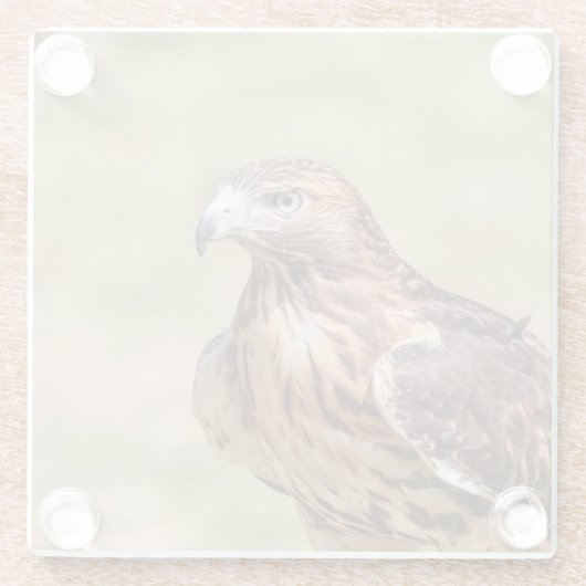 Rotschwanzfalken im Hudson-Tal Glasuntersetzer (Rückseite)