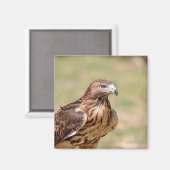 Rotschwanzfalken im Hudson-Tal Magnet (Vorderseite/Rückseite)