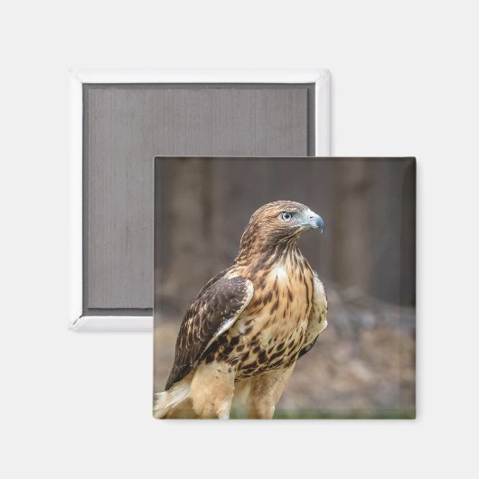 Rotschwanzfalken im Hudson-Tal Magnet (Vorderseite/Rückseite)