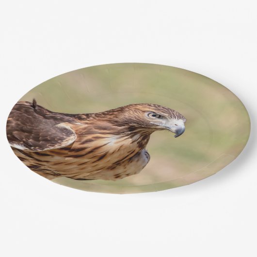 Rotschwanzfalken im Hudson-Tal Pappteller (Schrägansicht)