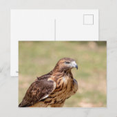 Rotschwanzfalken im Hudson-Tal Postkarte (Vorne/Hinten)