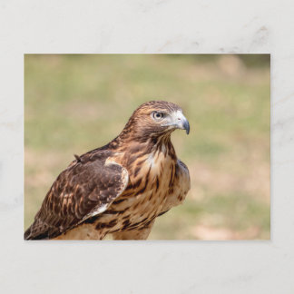 Rotschwanzfalken im Hudson-Tal Postkarte