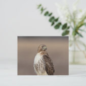 Rotschwanzfalken im Hudson-Tal Postkarte (Stehend Vorderseite)