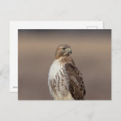 Rotschwanzfalken im Hudson-Tal Postkarte (Vorne/Hinten)