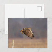 Rotschwanzfalken im Hudson-Tal Postkarte (Vorne/Hinten)