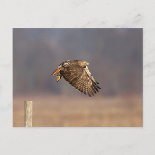 Rotschwanzfalken im Hudson-Tal Postkarte (Vorderseite)