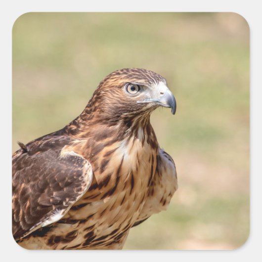 Rotschwanzfalken im Hudson-Tal Quadratischer Aufkleber (Vorderseite)