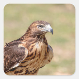 Rotschwanzfalken im Hudson-Tal Quadratischer Aufkleber