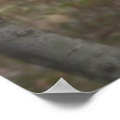 Rotschwanzfalken in Bäumen Poster (Ecke)