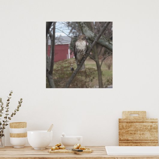 Rotschwanzfalken in Bäumen Poster (Küche)