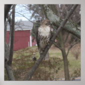 Rotschwanzfalken in Bäumen Poster (Vorne)