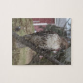 Rotschwanzfalken in Bäumen Puzzle (Horizontal)