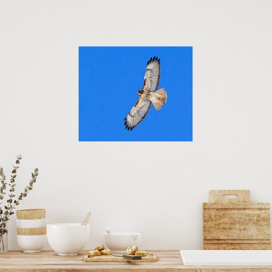 Rotschwanzfalken Poster (Küche)