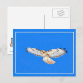 Rotschwanzfalken Postkarte (Vorne/Hinten)