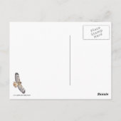 Rotschwanzfalken Postkarte (Rückseite)
