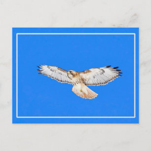 Rotschwanzfalken Postkarte
