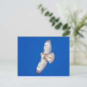 Rotschwanzfalken Postkarte (Stehend Vorderseite)