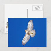 Rotschwanzfalken Postkarte (Vorne/Hinten)