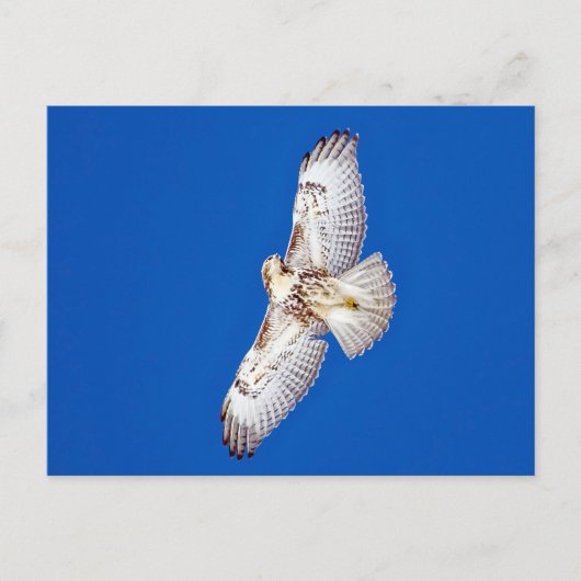 Rotschwanzfalken Postkarte (Vorderseite)