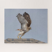 Rotschwanzfalken Puzzle (Horizontal)