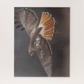 Rotschwanzfalken Puzzle (Vertikal)