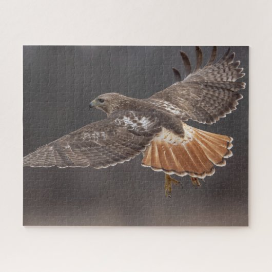 Rotschwanzfalken Puzzle (Horizontal)