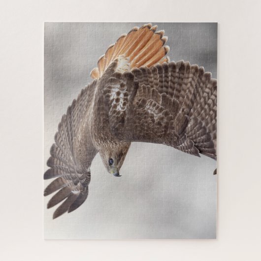 Rotschwanzfalken Puzzle (Vertikal)