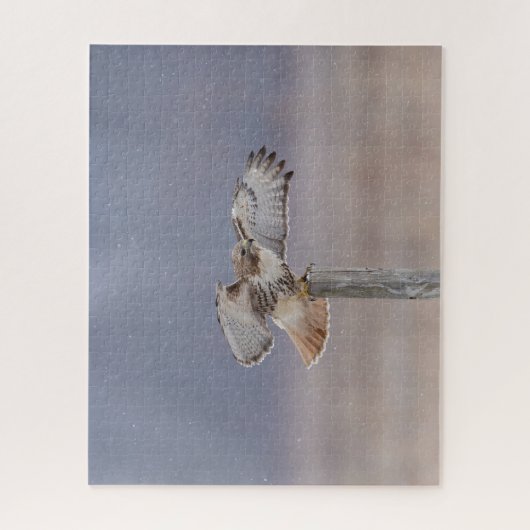 Rotschwanzfalken Puzzle (Vertikal)