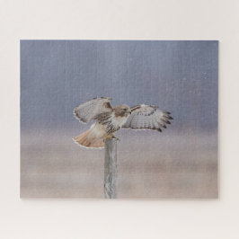 Rotschwanzfalken Puzzle