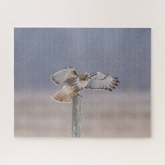 Rotschwanzfalken Puzzle (Horizontal)