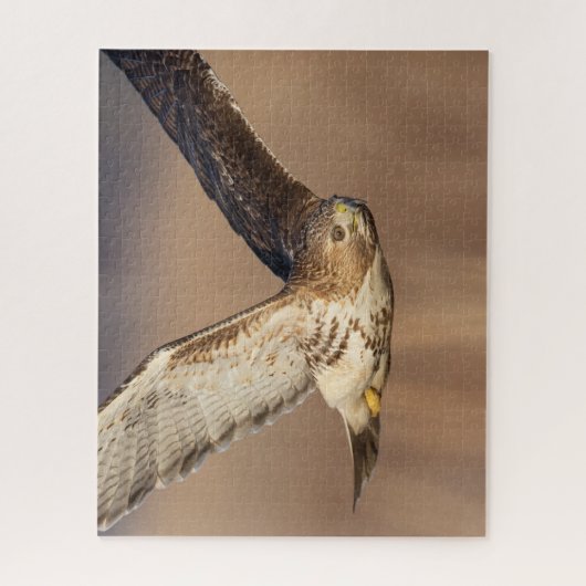 Rotschwanzfalken Puzzle (Vertikal)