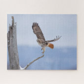 Rotschwanzfalken Puzzle (Horizontal)