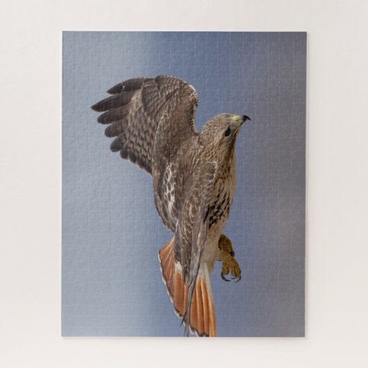 Rotschwanzfalken Puzzle (Vertikal)